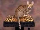 Kot, Ocicat