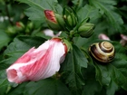 Hibiskus, Ogrodowy, Ślimak