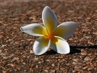 Kwiatuszek, Plumeria