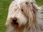 Bearded collie, Język