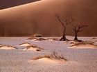 Namib, Afryka