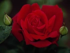 Aksamitna, Czerwona, Róża