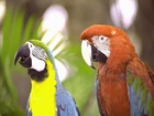 Różnokolorowe, Papugi, Ary