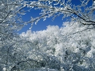 Drzewa, Pokrywa, Śnieżna