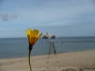 Żółty, Kwiatek, Plaża, Morze