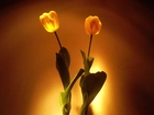 Dwa, żółte, Tulipany