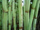 Bambus, Łodyga