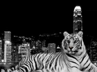 Biały, Tygrys, Miasto