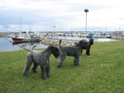 trzy, Kerry blue terrier