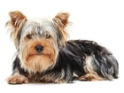 Yorkshire Terrier, Długa, Sierść