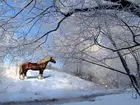 Koń, Rzeczka, Zima