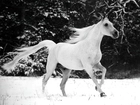 Biały, Koń, Śnieg