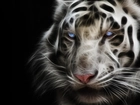 Biały, Tygrys, 3D
