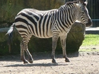 Zebra, ZOO