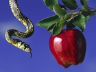 Wąż, Zakazany, Owoc, Jabłko