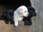 Trzy, Szczeniaki, Labrador Retriever