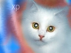 XP, Kot