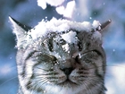 Spadający, Śnieg, Kotek