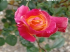 Różowa, Róża, Poszarpane, Zdjęcie