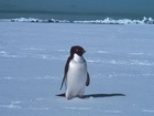 Mały, Pingwinek