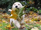 Liść, Klonu, Golden Retriever