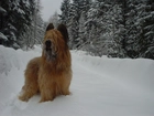 Owczarek francuski Briard, śnieg, choinki