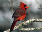 Czerwony, Ptak, Kardynał