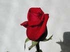 Czerwona, Róża, Cień