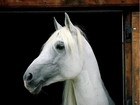 Koń, biały, stajnia