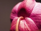 Różowa, Orchidea, Makro