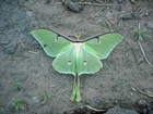 Zielony, Motyl, Liść