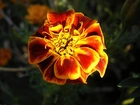 Tagetes patula