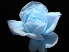 Błękitna, Róża