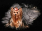 Yorkshire Terrier, Długa, Sierść