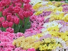 Ogród, Kolorowe, Kwiatki