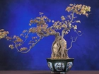 Doniczka, Drzewko, Bonsai