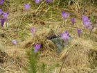 Krokusy, Polana, Chochołowska