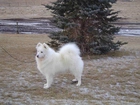 Samojed, choinka