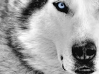 Siberian Husky, Niebieskie, Oczy