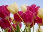 Tulipany, Łodygi