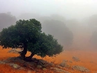 Drzewo, Mgła, Kamienie