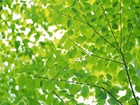 Zielone, Liście, Drzewo