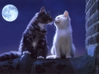 Dwa, Koty, Pełnia, Księżyca, Miłość