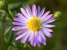 Aster