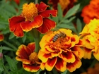 Pszczoła, Kwiatki