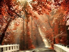 Jesień, Most, Droga, Światło