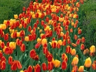 Tulipany