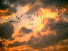 Niebo, Chmury, Ptaki
