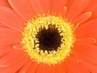 Pomarańczowa, Gerbera