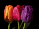 Trzy, Kolory, Tulipanów